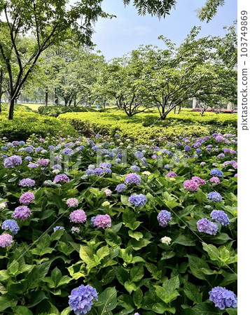 雨季成簇生長的繡球花 雨季成簇生長的繡球花 103749869