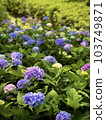 Hydrangea flowers growing in clusters during the rainy season 103749871