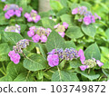 Hydrangea buds in the rainy season 103749872