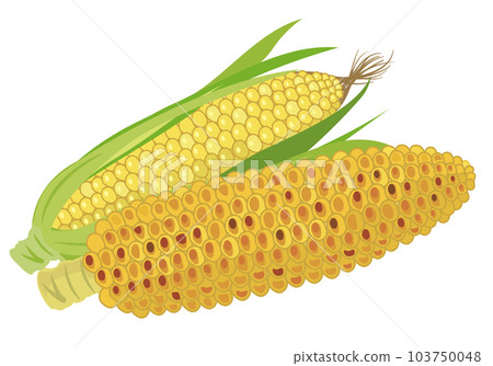 可愛的玉米插圖,適用於兒童、食品教育、教材和商業用途。 可愛的玉米插圖,適用於兒童、食品教育、教材和商業用途。 103750048