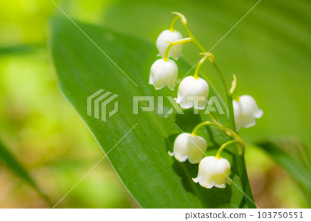 日本鈴蘭靜靜地綻放 103750551