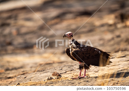 red headed vulture or sarcogyps calvus or Asian king or Indian black vulture closeup or portrait at Ranthambore National Park or forest Reserve Rajasthan india 103750596