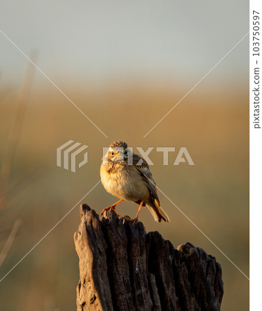 Paddyfield pipit or Oriental pipit or Anthus rufulus bird on beautiful perched at dhikala zone of jim corbett national park or forest reserve uttarakhand india Paddyfield pipit or Oriental pipit or Anthus rufulus bird on beautiful perched at dhikala zone of jim corbett national park or forest reserve uttarakhand india 103750597