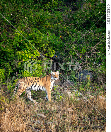 wild female bengal tiger or tigress or panthera tigris tigris with eye contact on morning stroll in natural green background from foothills of himalaya or terai forest of uttarakhand india asia wild female bengal tiger or tigress or panthera tigris tigris with eye contact on morning stroll in natural green background from foothills of himalaya or terai forest of uttarakhand india asia 103750599