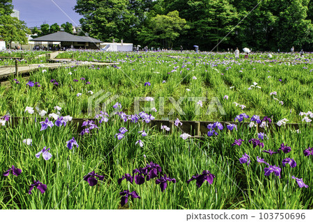 東京都東村山市北山公園菖蒲花園 東村山菖蒲節 103750696