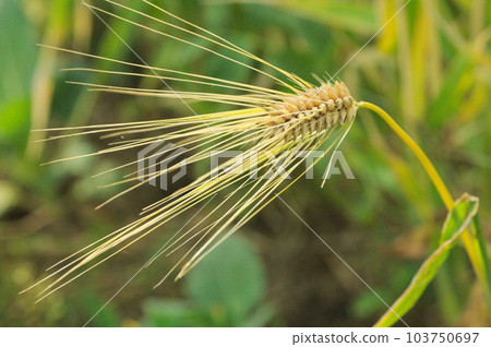 大麥的耳朵 大麥的耳朵 103750697