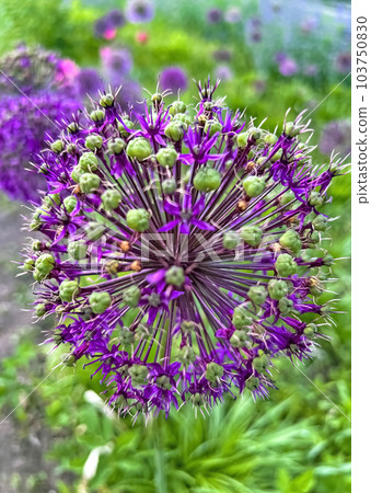 Beautiful fluffy purple flower bow 103750830