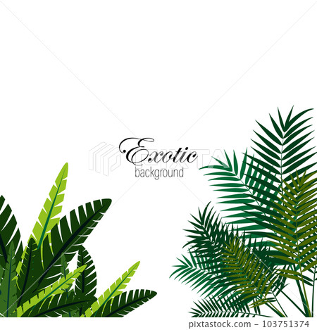 Palm green leaves on white background, exotic abstract palm leaves Palm green leaves on white background, exotic abstract palm leaves 103751374