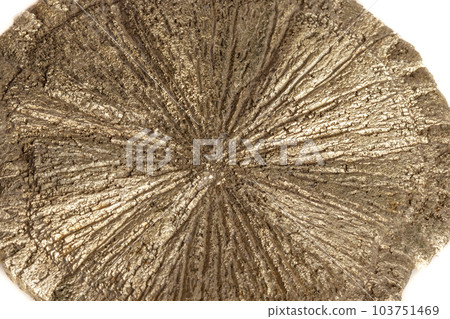 Macro mineral stone Pyrite Dollar on a white background Macro mineral stone Pyrite Dollar on a white background 103751469