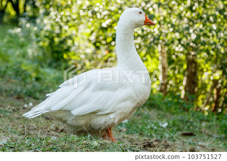 beautiful swans sit on green grass 103751527