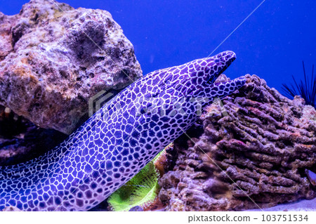 leopard moray eel fish 103751534