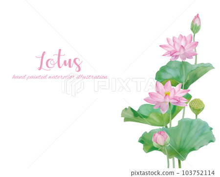 watercolor hand painted lotus flower and leaf material 103752114