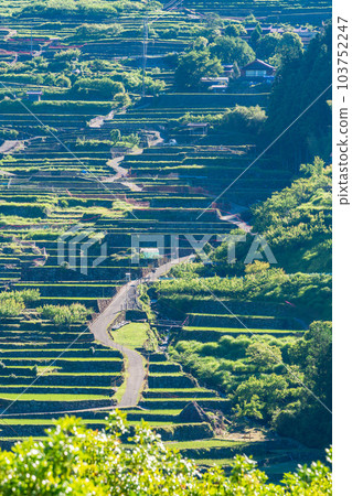 [愛知縣]早上插秧後的四谷千枚田 103752247