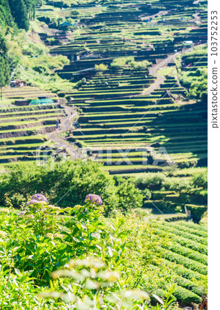 [Aichi Prefecture] Senmaida in Yotsuya after rice planting in the morning 103752253
