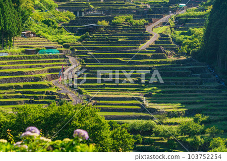 [Aichi Prefecture] Senmaida in Yotsuya after rice planting in the morning 103752254