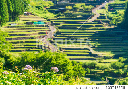 [Aichi Prefecture] Senmaida in Yotsuya after rice planting in the morning 103752256