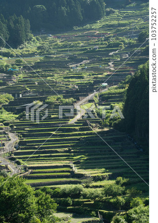 [Aichi Prefecture] Senmaida in Yotsuya after rice planting in the morning 103752257