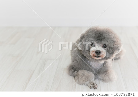 銀色的玩具貴賓犬 銀色的玩具貴賓犬 103752871