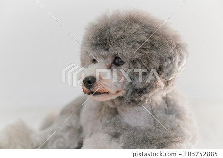 Silver's toy poodle Silver's toy poodle 103752885
