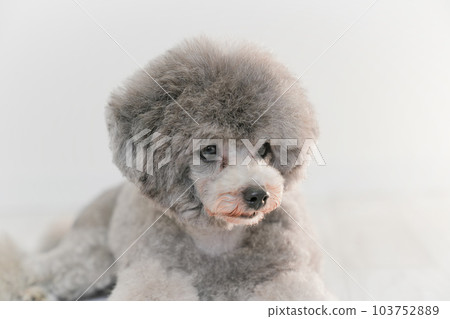 銀色的玩具貴賓犬 銀色的玩具貴賓犬 103752889