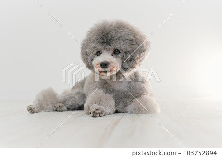 Silver's toy poodle 103752894