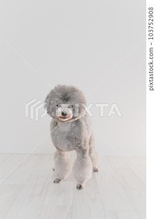 銀色的玩具貴賓犬 銀色的玩具貴賓犬 103752908