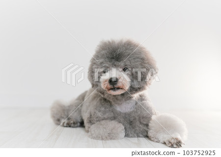 銀色的玩具貴賓犬 103752925