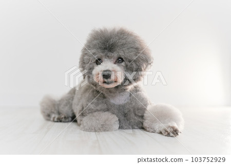 Silver's toy poodle 103752929