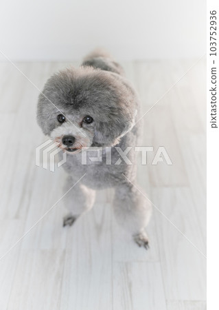 Silver's toy poodle 103752936