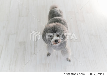 銀色的玩具貴賓犬 銀色的玩具貴賓犬 103752951