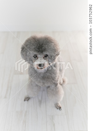 銀色的玩具貴賓犬 銀色的玩具貴賓犬 103752962