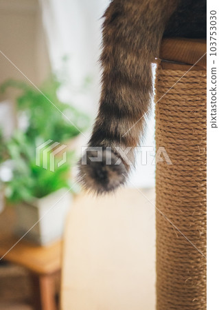 可愛的室內三色貓 可愛的室內三色貓 103753030