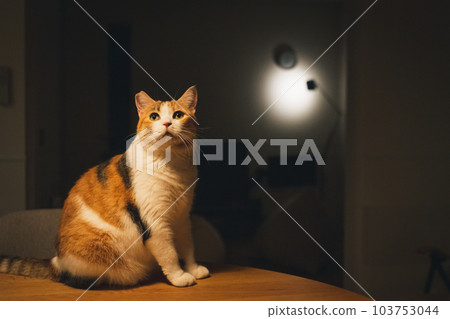 cute indoor calico cat cute indoor calico cat 103753044