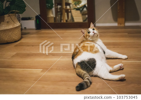 cute indoor calico cat cute indoor calico cat 103753045
