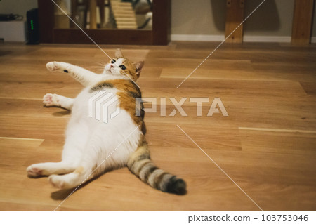 cute indoor calico cat cute indoor calico cat 103753046