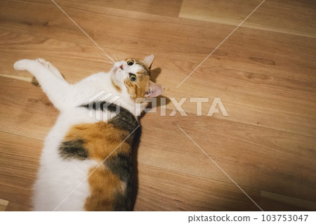 cute indoor calico cat cute indoor calico cat 103753047