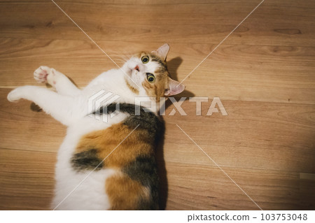 cute indoor calico cat cute indoor calico cat 103753048