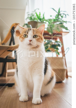 可愛的室內三色貓 可愛的室內三色貓 103753061