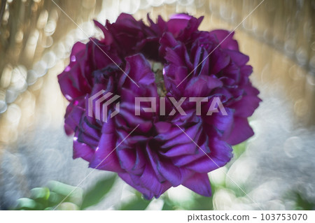 冬牡丹花 冬牡丹花 103753070