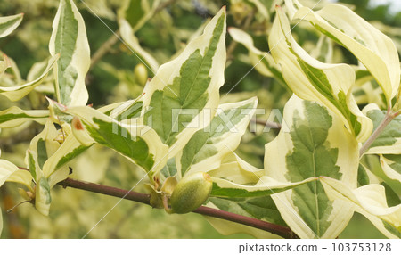 Cornus mas Variegata tree, the twig with leaves and still unripe fruit. 103753128