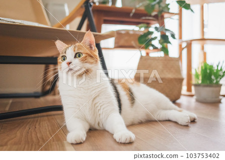 可愛的室內三色貓 可愛的室內三色貓 103753402