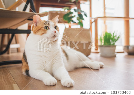 可愛的室內三色貓 可愛的室內三色貓 103753403