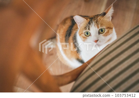cute indoor calico cat cute indoor calico cat 103753412