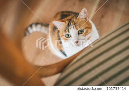 可愛的室內三色貓 可愛的室內三色貓 103753414