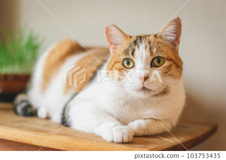 可愛的室內三色貓 103753435