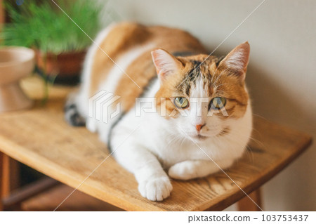 可愛的室內三色貓 103753437