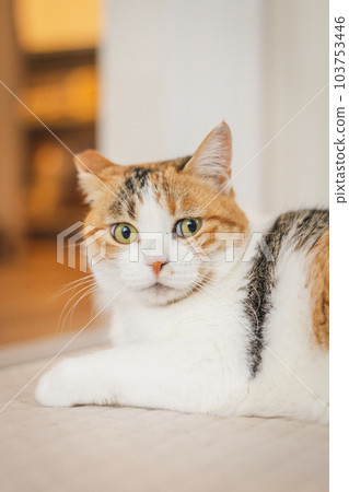 cute indoor calico cat 103753446