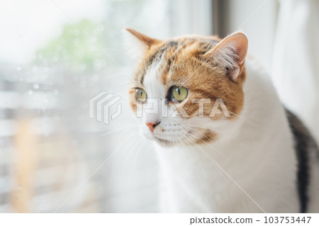 cute indoor calico cat cute indoor calico cat 103753447