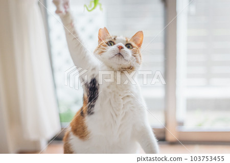 cute indoor calico cat cute indoor calico cat 103753455