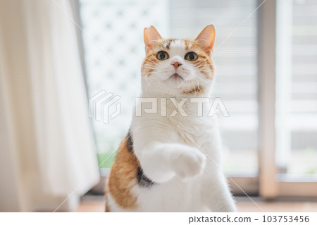 可愛的室內三色貓 103753456